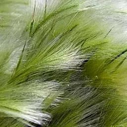 Ковыль тончайшая "Pony Tails" (187074) 1 саженец