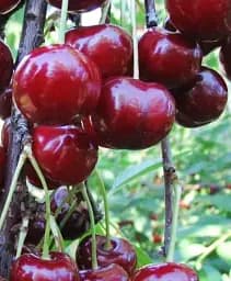 Саженец Agro-Market Вишня Шалунья (летний сорт, среднеспелый срок созревания) 1 шт. в упаковке (15764)