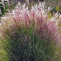 Міскантус китайський "Morning light" С2 (189795) 1 саженец