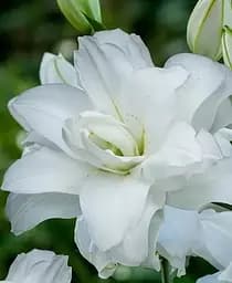 Луковица Agro-Market Лилия Махровая Lotus Pure 1 шт. в упаковке (52087)