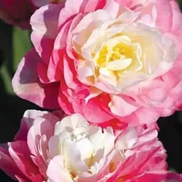 Тюльпан "Double Sugar" (43151) 2 шт