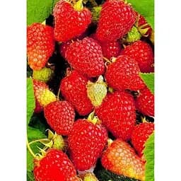 Саджанець Agro-Market Малина Либідь 2 шт. в упаковці (44766)