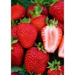 Саджанець Agro-Market Полуниця Сан Андреас (San Andreas) 5шт (ремонтантний сорт) (37284)