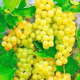 Саженец Agro-Market Виноград Шардоне (винный сорт, ранний срок созревания) 1 шт. в упаковке (178538)