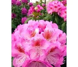 Саджанець Agro-Market Рододендрон гібридний вічнозелений Казимир Одновічел (Kazimierz Odnowiciel) (51824) 1 шт. в упаковці