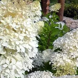 Саджанець Agro-Market Гортензія 3-х річна волотиста Phantom (61517)