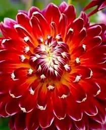 Клубень Agro-Market Георгина Akita 1 шт. в упаковке (23548)