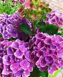 Гортензія Agro-Market Fayette Blue крупнолистна 2-х річна висота саджанця 25-45 см 1 саджанець в упаковці