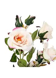 Камелия персикова (75 см) 025F/peach Elisey  