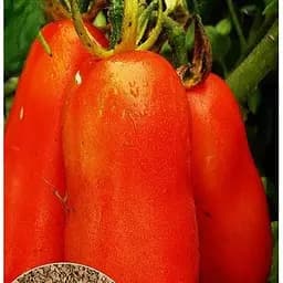 Семена Весна на развес Томат Перцевидный цена за 1 г (22153)