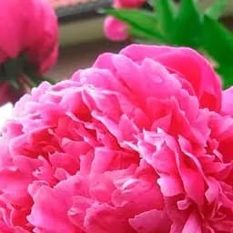 Саджанець Agro-Market Півонія трав'яниста Pink 1 шт. в упаковці (39372)