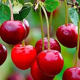 Саджанець Agro-Market Вишня Крішана (літній сорт, ранній термін дозрівання) (23658) 1 шт. в упаковці