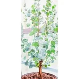 Евкаліпт кімнатний "Silver drop" 2х річний саджанець висота 40-50см (62279) 1 саджанець