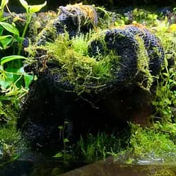 Тропічна бавовна Repti-Zoo Plant Cotton XL 59x44 см (YZM001) для моху і рослин у тераріум - мініатюра 6