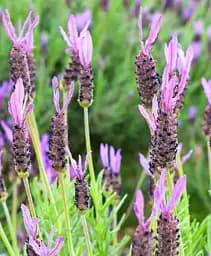 Лаванда Agro-Market Stoechas 2-річна 20-30 см з Нідерландів 1 саджанець в упаковці (184722)