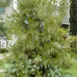 Сосна Мартинеса Agro-Market Pinus maximartinezii очень редкая коллекционная с голубой хвоей горшок P9 181993 1 саженец в упаковке