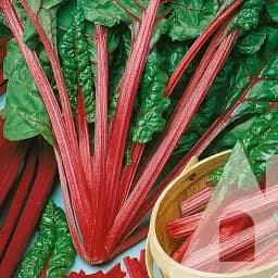 Мангольд Садиба Чарли F1, 100 шт.