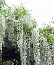 Гліцинія Agro-Market White Nights біла 1 саджанець в упаковці (38035) - мініатюра 4