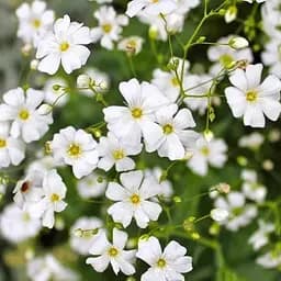 Гіпсофіла повзуча "Filou White" (квітучий ґрунтопокровник) (183664) 1 саженец