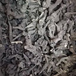 100 г корень аконита джунгарского сушеный