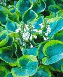 Саженец Agro-Market Хоста Frances Williams 1 шт. в упаковке (49002)