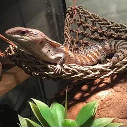 Гамак для рептилій Repti-Zoo Seaweed Hammock XL DC11P 60x40x40 см з натуральних водоростей - мініатюра 5