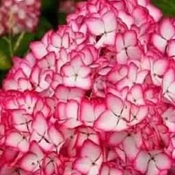 Саженец Agro-Market Гортензия крупнолистовая кудрявая Salsa (114994)