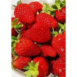 Саджанець Agro-Market Полуниця Чудо світу 5шт (ремонтантний сорт) (44700)