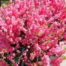 Декоративний Мигдаль Agro-Market "Луїзеанія" укорінений у контейнері (саджанець 2 роки) (186588) 1 саджанець в упаковці