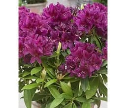 Саджанець Agro-Market Рододендрон гібридний Поларнайт (Pollarnight) (51827) 1 шт. в упаковці