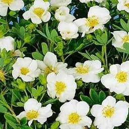 Саджанець Agro-Market Перстач Чагарникова Snowbird (49172)