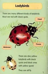 I Love Reading. 550 Words. Minibeasts - мініатюра 4