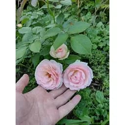 Троянда плетиста Agro-Market Eden Rose саджанець класу АА+ вищий сорт 1 шт. в упаковці (17394) - мініатюра 4