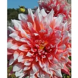 Луковица Agro-Market Георгина Holland Festival (гигантский цветок) (183748) 1 шт.