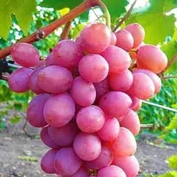 Саджанець Agro-Market Виноград Рожевий фламінго (середньо-пізній термін дозрівання, сорт стійкий до хвороб) 1 шт. в пакуванні (38130)