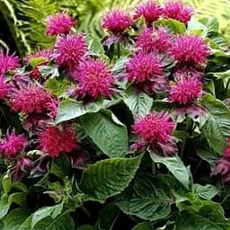 Саджанець Agro-Market Бергамот (Монарда) Pink Lace (49833) (Корневище) 1 шт в упаковці