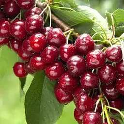 Черешня Agro-Market "Рекорд" (літній сорт, пізній термін дозрівання) (188330) 1 саджанець в упаковці