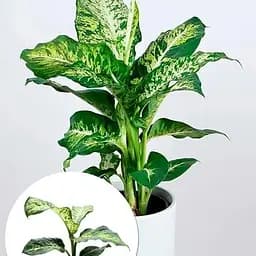 Дифенбахия Agro-Market (Dieffenbachia) Mars высота 40-60 см (186157) 1 саженец в упаковке