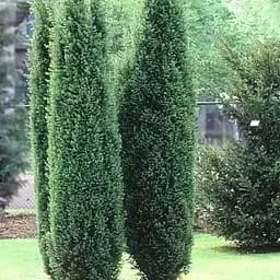 Саджанець Agro-Market Ялівець звичайний Хіберніка (Hibernica) горщик P9 (25861) 1 шт. в упаковці