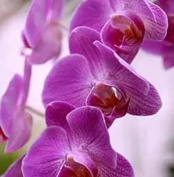 Саджанець Agro-Market Орхідея (Phalaenopsis) Lilac (50228) 1 шт. в упаковці (кімнатний)