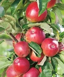 Саджанець Agro-Market Яблуня колоноподібна Сенатор (сорт стійкий до хвороб, середній термін дозрівання) 1 шт. в упаковці (120434)