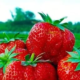 Саджанець Agro-Market Полуниця Хумі Гранде (Humi Grande) (середній термін дозрівання) 5 шт. в пакуванні (44695)