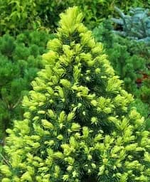 Саджанець Agro-Market Ялина канадська біла  Rainbows End С3 висота 25-30 см 1 шт. в упаковці (71811)