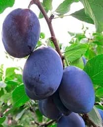 Саджанець Agro-Market Слива Амерс (осінній сорт, пізній термін дозрівання) (39961) 1 шт. в упаковці