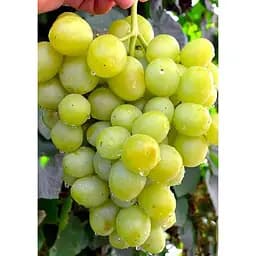 Саджанець Agro-Market Виноград Первозванний (ранній термін дозрівання, стійкий сорт не сприйнятливий до хвороб) 1 шт. в упаковці (25525)