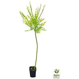 Саджанець Agro-Market Верба на штамбі Hakuro-nishiki (висота 1.2-1.8 м) (62459) - мініатюра 4