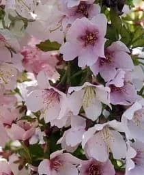 Саджанець Agro-Market Сакура кущова (Prunus incisa) Kojou-no-mai 1 шт. в упаковці (49479)