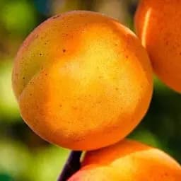 Саджанець Agro-Market Абрикос Ветеран Севастополя (літній сорт, пізній термін дозрівання) (25778) 1 шт. в упаковці