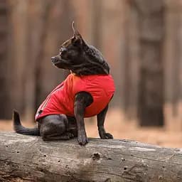 Жилет для собак Pet Fashion E.Vest XS червоний - мініатюра 5