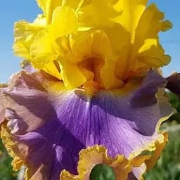 Ирис бородатый крупноцветковый "Catwalk Queen" (115236) 1 шт